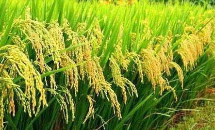 无人机喷药新法