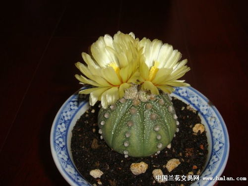 品种差异是关键