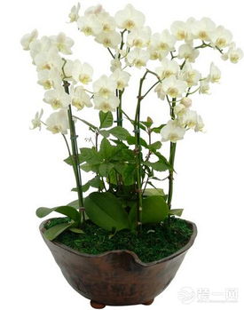 哈尔滨植物种植施工季节的选择艺术