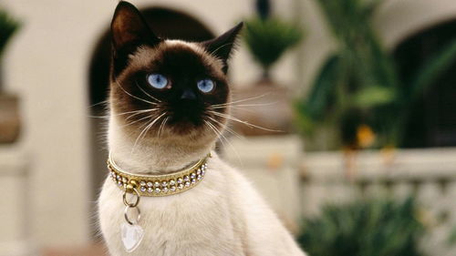 哪些植物对猫咪无害？这些绿植让猫猫更安全吗