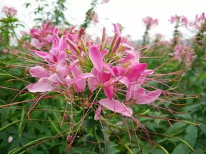 草本植物种子如何收集？揭秘育苗失败真相，3步收种省300元可行吗？