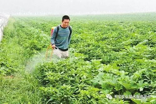 喷雾器要选对，喷洒才均匀