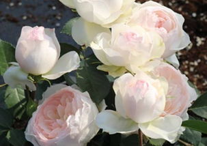 优点：美得让人心醉