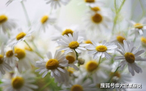 高颜值花朵图片，哪里找