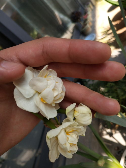 如何根据洋水仙种球进行种植？详细讲解洋水仙栽培方法步骤