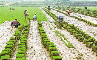 马蹄金：闷声发财型， 上海车库的秘籍