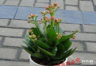 雪中四友：迎春花、 梅花、水仙和山茶花