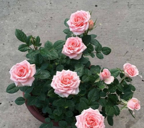 修剪残花，梳理植株