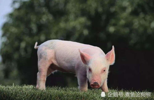 养一头猪饲料成本是多少？一条龙服务养猪饲料花费多少钱？