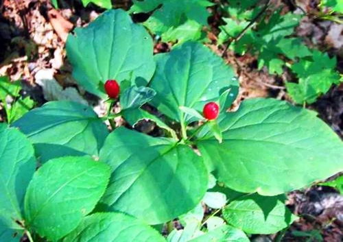 种植大户的内幕