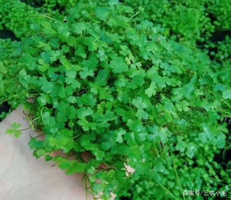 矮草的生长之道