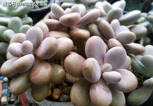 种子繁殖的烦恼