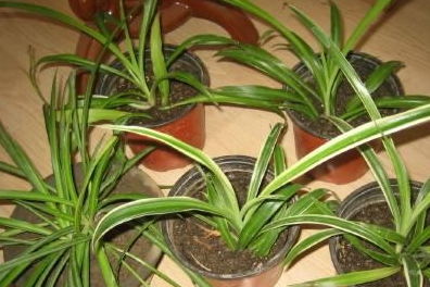 吊兰繁殖秘诀：一株变多盆，绿肥爆盆秘籍！