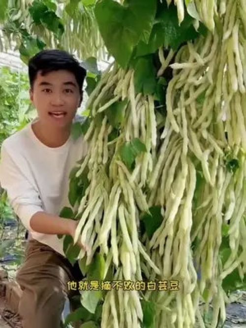 蒲根草是个啥样