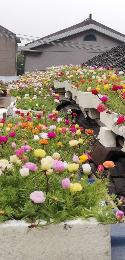 在花园庭院中，哪些芳香植物适合种植，以营造宜人的香气环境？