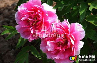 牡丹种子种植小窍门