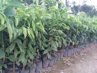 沉香树苗生长需要哪些具体条件？种植沉香有哪些适宜的方法和技巧
