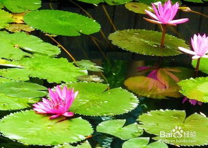 适中密度， 荷花的黄金比例
