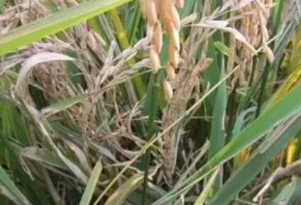 三环唑的正确使用方法：老张的智慧