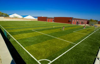 学校操场万人踩不烂的草种揭秘！