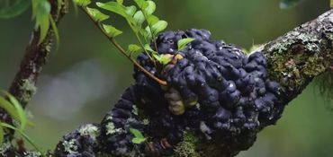 农药与蛇类的恩怨情仇