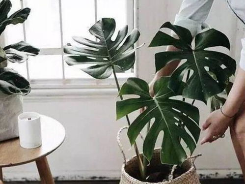 龟背竹：光影大师