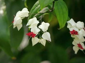 龙吐珠花有毒吗？看完再决定要不要养