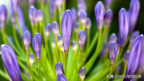 拍照识别植物的方法