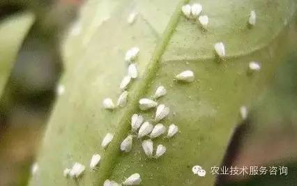 阳台养花虫害大揭秘：常见虫害及防治小妙招