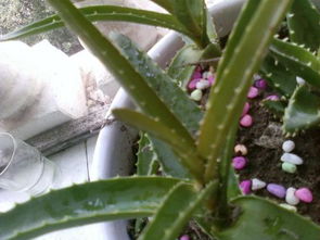 四、施肥不当，营养不均衡