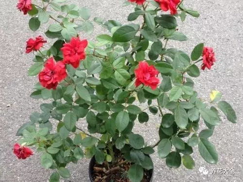 月季枯黄死亡之谜：盆栽月季的救星大揭秘