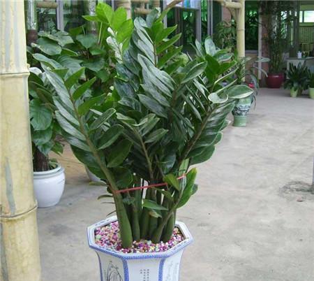 5. 观察金钱树的生长情况