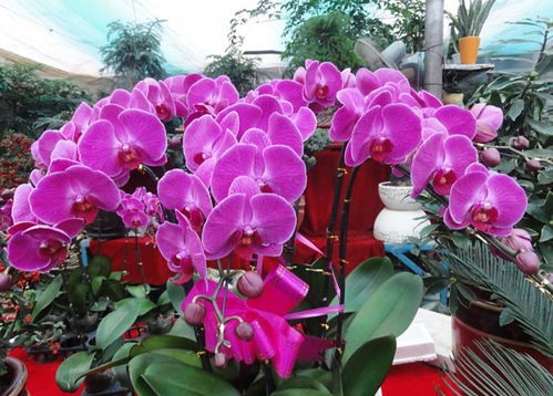 小花型蝴蝶兰， 清香味十足