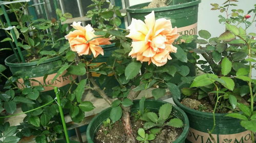 杰乔伊月季：茶香四溢