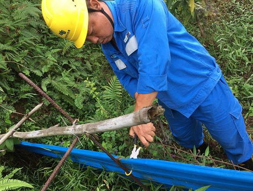 种植技巧：修剪与修剪