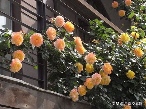 爬藤月季， 花开满院香，五种热门品种推荐