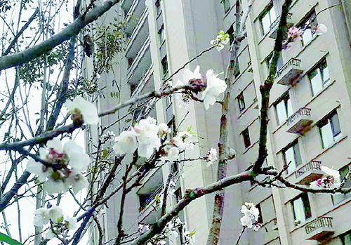 杏树7月开花，为何此时绽放