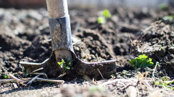土壤松散，种植什么蔬菜好？我来告诉你！