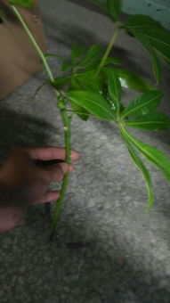 发财树枝断了如何巧妙修复