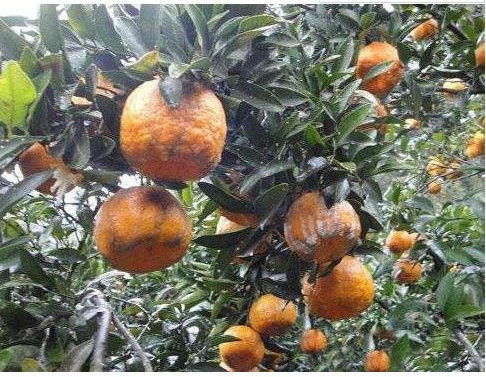 辣椒育苗冬季过冬小贴士：避免冻害和病害