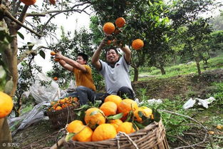 廉江大学生返乡创办家庭农场，引领农业养殖新潮流