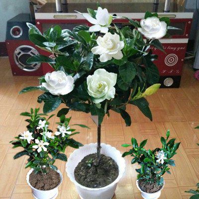 桅子花适合在家庭养护吗？有没有什么注意事项