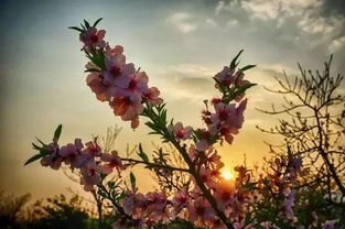 招财招桃花的花卉