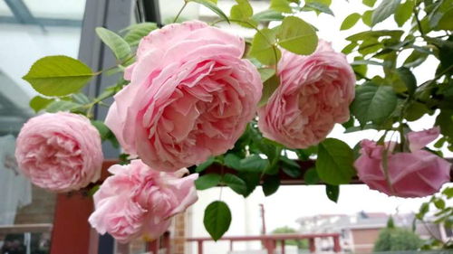 金雀花王朝月季品种介绍