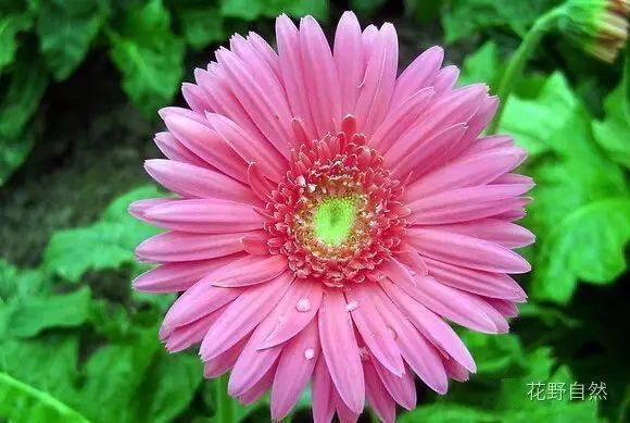 扶郎花的魅力与养护之道