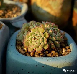 白姬莲的养护之道