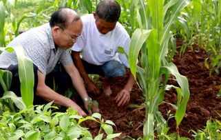 间苗定苗， 讲究方法