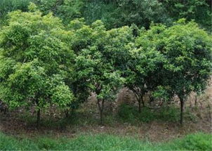 桂花施什么肥料蕞有利于生长？