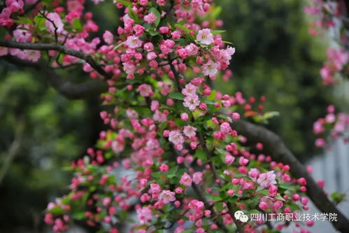 “丁香花壁纸，邂逅浪漫气息
