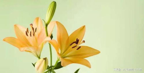 花开花落，情如何放